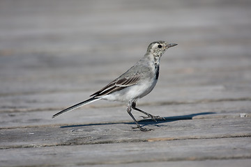 Image showing Young white wagtail