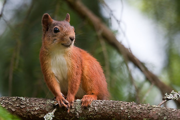 Image showing Red squirrel