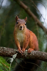 Image showing Red squirrel