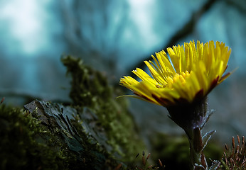 Image showing Coltsfoot 2