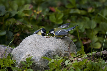 Image showing Great tits