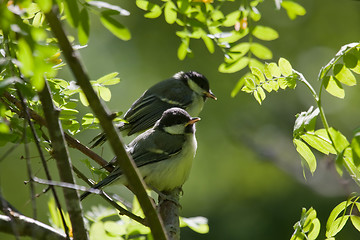 Image showing Young great tits