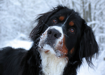 Image showing Bernese Mountain Dog