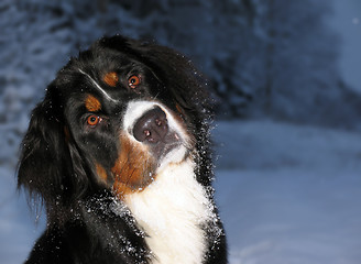 Image showing Bernese Mountain Dog