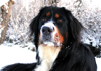 Image showing Bernese Mountain Dog