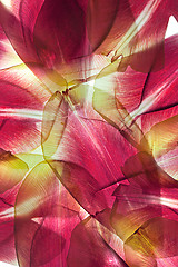 Image showing Tulip Leaves