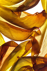 Image showing Tulip Leaves