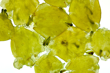 Image showing Crushed white Grapes