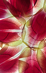 Image showing Tulip Leaves
