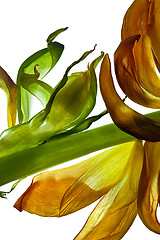 Image showing Tulip Leaves