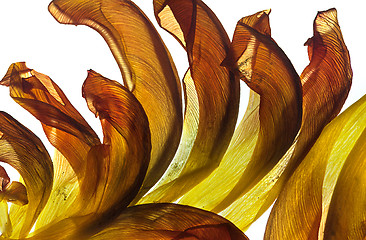 Image showing Tulip Leaves