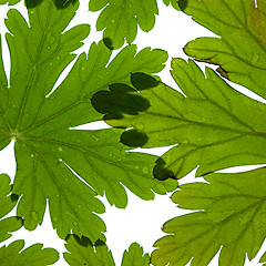 Image showing Green Leaves