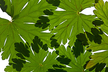 Image showing Green Leaves