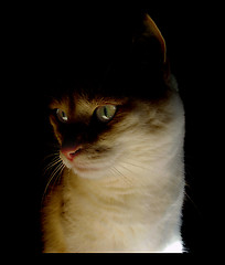 Image showing Cat portrait