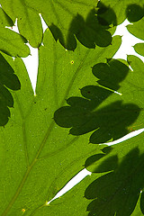 Image showing Green Leaves