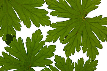 Image showing Green Leaves