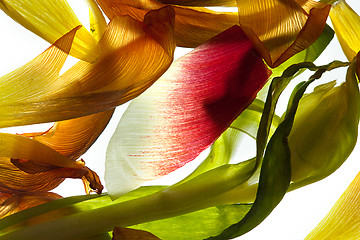 Image showing Tulip Leaves