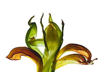 Image showing Tulip Leaves