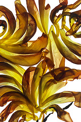 Image showing Tulip Leaves