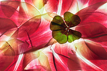 Image showing Tulip Leaves