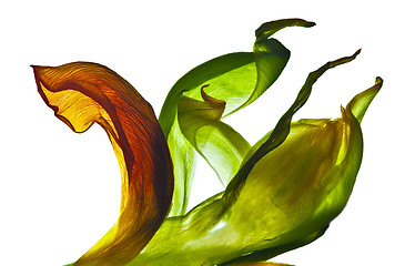 Image showing Tulip Leaves