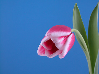 Image showing beauty in pink