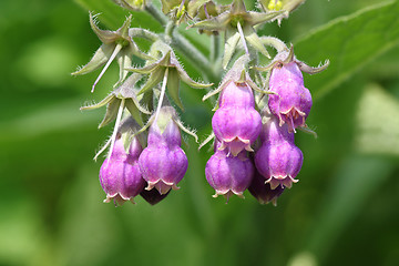 Image showing Comfrey