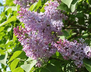 Image showing Lilac