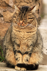 Image showing Brown Cat