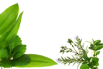 Image showing Green Herbs