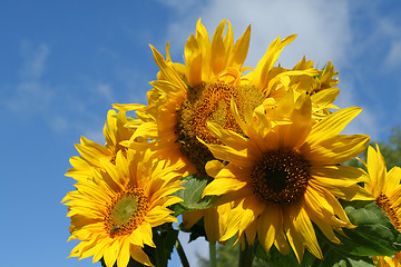 Image showing Sunflowers