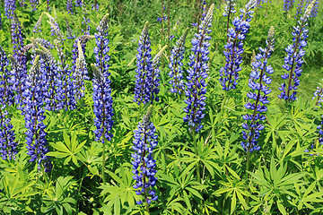 Image showing Lupin