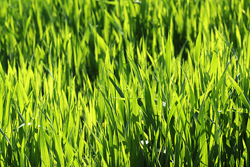 Image showing Grass background