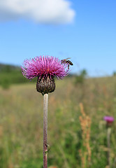 Image showing Thistle flower