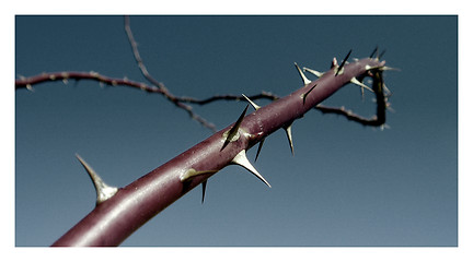 Image showing Thorns