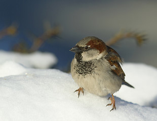 Image showing House sparrow