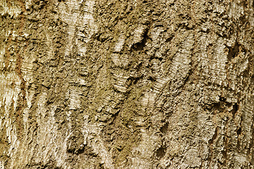 Image showing Tree Bark Texture