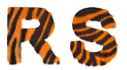 Image showing Tiger fell R and S letters isolated