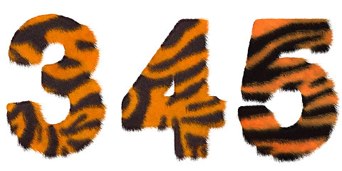 Image showing Tiger fell 3 4 and 5 figures isolated