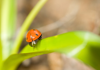 Image showing Closeup of ladybird on grass