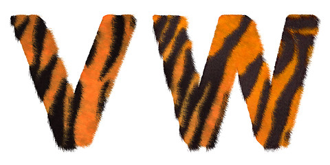 Image showing Tiger fell W and V letters isolated