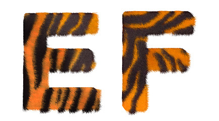 Image showing Tiger fell E and F letters isolated