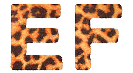 Image showing Leopard fur E and F letters isolated