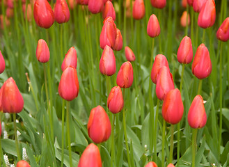 Image showing Dutch red tulips in Keukenhof