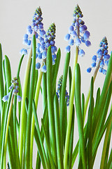 Image showing Grape Hyacinth (Muscari)