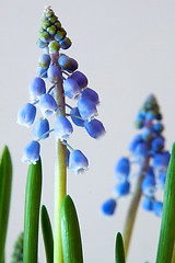 Image showing Grape Hyacinth (Muscari)