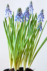 Image showing Grape Hyacinth (Muscari)