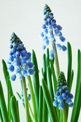 Image showing Grape Hyacinth (Muscari)