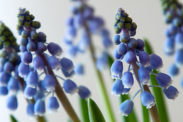 Image showing Grape Hyacinth (Muscari)