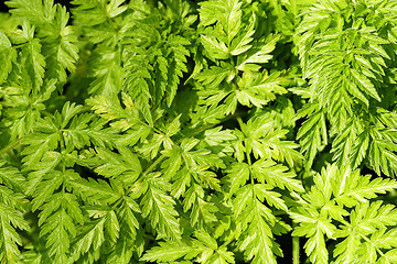 Image showing Fern Background